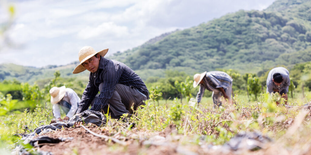 farmers - Cinthya Casco (2018)