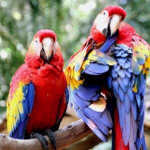 macaws in copan